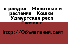  в раздел : Животные и растения » Кошки . Удмуртская респ.,Глазов г.